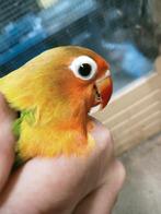 Prachtige piep jonge agapornis fisheri split slaty opaline, Dieren en Toebehoren, Vogels | Parkieten en Papegaaien, Mannelijk