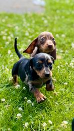 Dwergteckel pup zoekt een leuk huisje, Dieren en Toebehoren, Honden | Teckels en Dashonden, Rabiës (hondsdolheid), 8 tot 15 weken