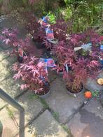 Japanse Esdoorn-Acer Palmatum- “ Atropurpureum “, Ophalen of Verzenden, Lente, Overige soorten, Halfschaduw