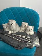 Britse korthaar kittens, Dieren en Toebehoren, Katten en Kittens | Overige Katten, Meerdere dieren, Kortharig, 0 tot 2 jaar