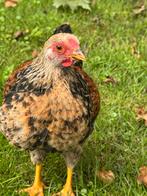 Wyandotte haan (kuiken en tam) gratis op te halen, Dieren en Toebehoren, Pluimvee, Mannelijk, Kip