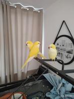 Schattige tamme muisparkiet, Dieren en Toebehoren, Vogels | Parkieten en Papegaaien, Mannelijk, Parkiet, Tam