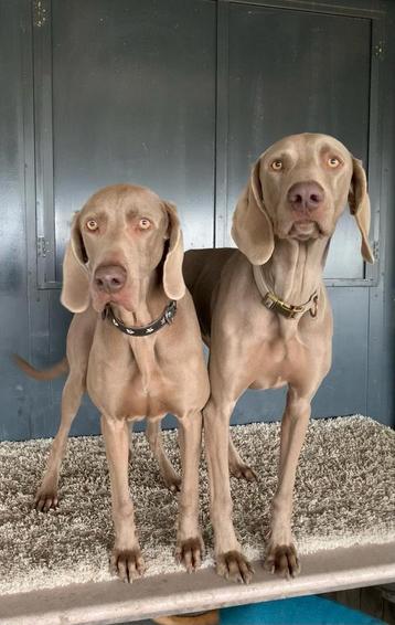 Uw hond op vakantie? Huiselijke opvang bij de hondenbus!  beschikbaar voor biedingen