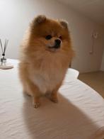 Pomeriaan dekreu, Dieren en Toebehoren, Reu, 1 tot 2 jaar, Parvo, Eén hond