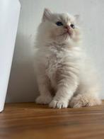 Ragdoll kittens, Dieren en Toebehoren, Meerdere dieren, Gechipt, 0 tot 2 jaar