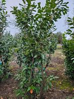 Prunus laurierstruiken Novita Hoogte  rond  225 cm, Tuin en Terras, Planten | Struiken en Hagen, Ophalen of Verzenden, Laurier