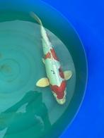 Doitsu koi karper, Dieren en Toebehoren, Karper of Koi