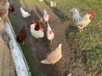 Te koop broedeieren legkippen, Dieren en Toebehoren, Pluimvee, Geslacht onbekend, Kip