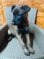 Mechelse herder pups   nog maar  1teefje, 8 tot 15 weken, Meerdere, Meerdere dieren, Herder