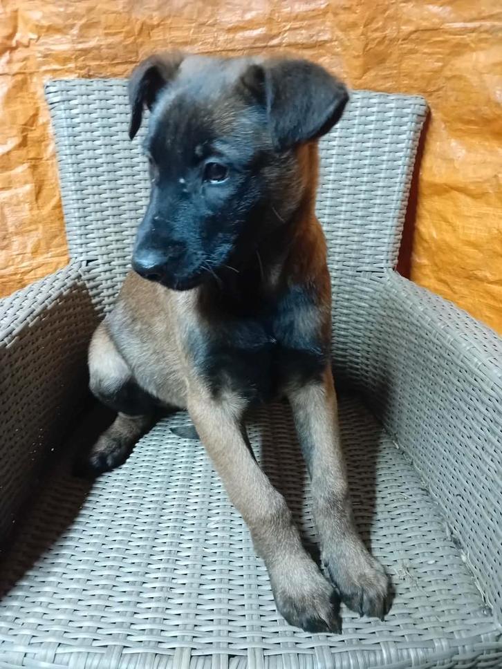 Mechelse herder pups   nog maar  1teefje, Dieren en Toebehoren, Honden | Herdershonden en Veedrijvers, Meerdere dieren, Herder