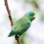 Gezocht! Jonge Forpus Oogring, Dieren en Toebehoren, Vogels | Parkieten en Papegaaien, Meerdere dieren, Papegaai, Tam