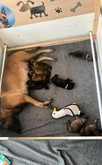 Pups Binnenkort Mechelse x “Blauwe” Mechelse herder pups, Dieren en Toebehoren, Honden | Herdershonden en Veedrijvers, 8 tot 15 weken