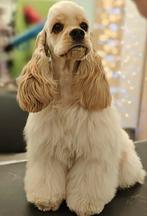 Amerikaanse Cocker Spaniel teefje van 12 maanden oud, Dieren en Toebehoren, Honden | Retrievers, Spaniëls en Waterhonden, Particulier