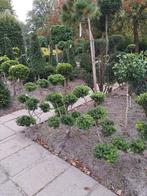 ilex crenata Green Hedge bonsai vorm 100 cm hoog, Tuin en Terras, Planten | Bomen, Ophalen, Bloeit niet, Halfschaduw, Overige soorten