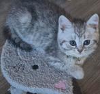 Lieve silver tabby kittens britse korthaar  mogen verhuizen, Meerdere dieren, Gechipt, 0 tot 2 jaar