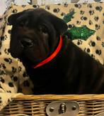 Sharpei, Dieren en Toebehoren, België, Particulier, CDV (hondenziekte), 8 tot 15 weken
