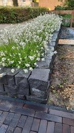 Witte Lavendel Lavandula angustifolia Arctic Snow 🌱, Tuin en Terras, Planten | Tuinplanten, Ophalen, Zomer, Overige soorten, Volle zon