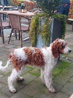 Prachtige Bonte Irish Doodles (labrodoodle, goldendoodle etc, Dieren en Toebehoren, Overige rassen, 8 tot 15 weken, Meerdere, Meerdere dieren
