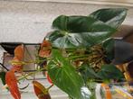 Heel mooi, Huis en Inrichting, Kamerplanten, Ophalen of Verzenden, Halfschaduw, Minder dan 100 cm