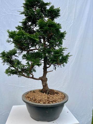 Mooi bonsai Hinoki  beschikbaar voor biedingen