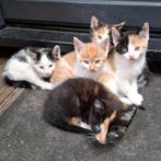 Mooie lieve kittens kitten jonge baby poesjes katjes poesje, Dieren en Toebehoren, Katten en Kittens | Overige Katten, Meerdere dieren