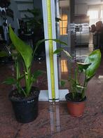 Strelitzia nicolai en reginae, Ophalen of Verzenden, Overige soorten, Minder dan 100 cm