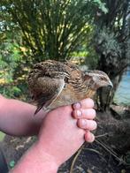 Japanse kwartel haan, Mannelijk, Overige soorten