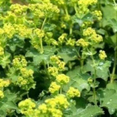 Vaste plant vrouwenmantel, Tuin en Terras, Planten | Tuinplanten, Vaste plant, Overige soorten, Halfschaduw, Zomer, Ophalen of Verzenden