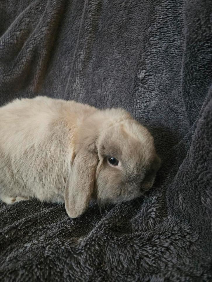 Minilop vriendje zoekt knuffelhuis, Dieren en Toebehoren, Konijnen