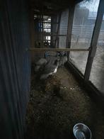 Te koop blauwe pauwen, Dieren en Toebehoren, April, Meerdere dieren
