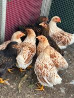 Ras- en kleurzuivere wyandotte krielen, Dieren en Toebehoren, Mannelijk, Kip