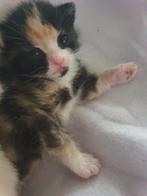 Snowshoe kittens beschikbaar, Dieren en Toebehoren, Meerdere dieren, Ontwormd, 0 tot 2 jaar