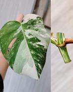 Monstera variegata stek, Huis en Inrichting, Kamerplanten, Ophalen, Halfschaduw, Minder dan 100 cm