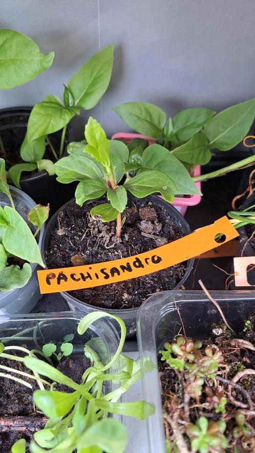 Pachisandro, Tuin en Terras, Planten | Tuinplanten, Volle zon, Zomer, Ophalen