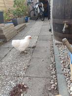 3 witte kriel hennetjes te koop, Dieren en Toebehoren, Pluimvee, Vrouwelijk, Kip