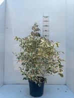 Acer negundo 'Flamingo' ☘️, Tuin en Terras, Ophalen