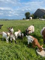 Dwerggeitjes, Dieren en Toebehoren, Meerdere dieren, Geit