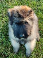 Gezocht! Trimsalon voor Bouvierpup regio Utrecht, Dieren en Toebehoren, Ophalen
