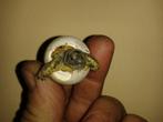 Jonge Griekse landschildpadden, Dieren en Toebehoren, Reptielen en Amfibieën, 0 tot 2 jaar, Tam, Schildpad