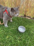 5 sterren huis gezocht voor 9 jarige Britse korthaar, Kater