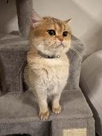 Britsekorthaar golden shaded 2 jaar, Dieren en Toebehoren, Katten en Kittens | Raskatten | Korthaar, Poes