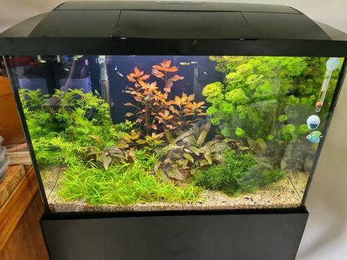 Aquarium - Compleet met CO2 installatie, Dieren en Toebehoren, Vissen | Aquaria en Toebehoren, Zo goed als nieuw, Leeg aquarium