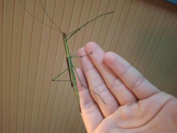 Eitjes van Lamachodes sp. 'Bokor hills' beschikbaar voor biedingen