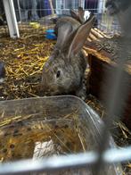 Te koop duitse jonge duitse reuzen konijn, Meerdere dieren, Groot