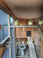 Spaanse Timbrado's raszuiver, Dieren en Toebehoren, Vogels | Kanaries, Meerdere dieren, Zangkanarie