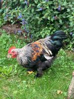 Krielhaantje, kruising cochinkriel, Dieren en Toebehoren, Pluimvee, Mannelijk, Kip