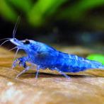 Neocaridina - Blue Diamond - Garnaaltjes, Kreeft, Krab of Garnaal, Zoetwatervis