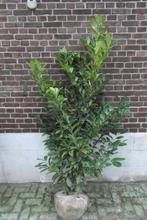 Te Koop laurier Prunus l. Rotudifolia, Tuin en Terras, Ophalen, Laurier, Haag, 100 tot 250 cm