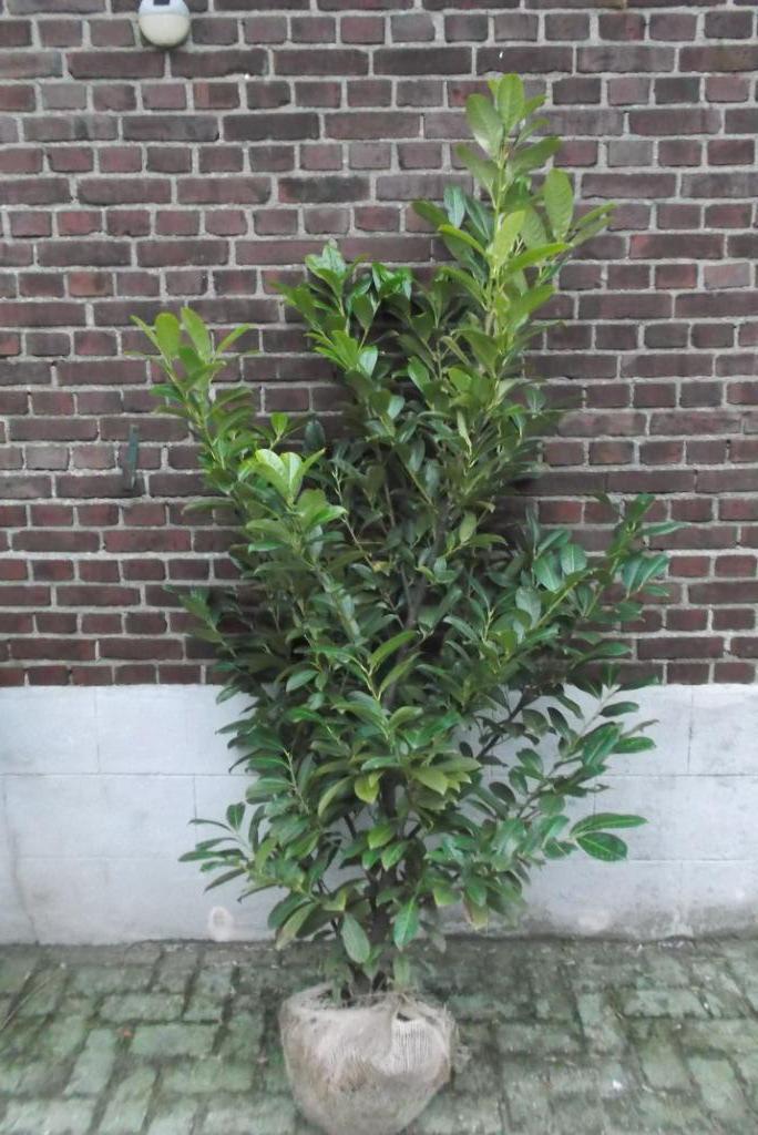 Te Koop laurier Prunus l. Rotudifolia, Tuin en Terras, Planten | Struiken en Hagen, Haag, Laurier, 100 tot 250 cm, Ophalen