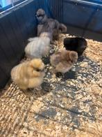 Broedeieren USA Zijdehoender, Dieren en Toebehoren, Meerdere dieren, Kip